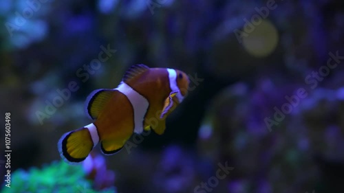  A colorful Nemo-like clownfish gracefully swimming in an aquarium, showcasing the vibrant beauty of sea life in an aquatic habitat.