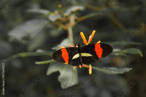 Canvas Print Red Postman (Heliconius erato) - a tropical butterfly drinking a nectar - Costa