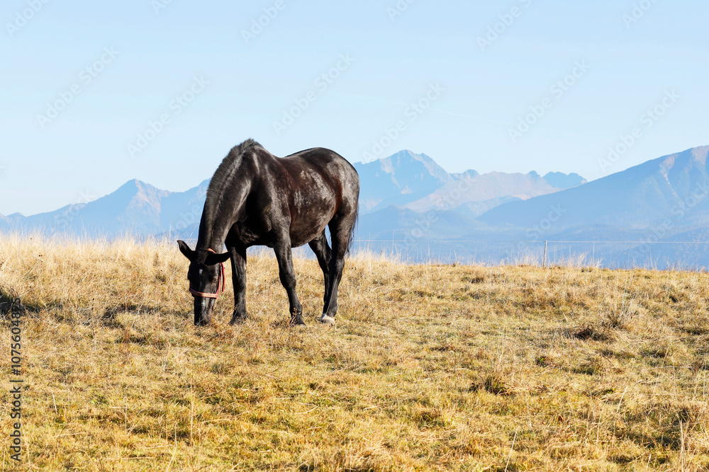 Beautiful black horse on a mountain meadow. Beautiful black horse on a mountain meadow.