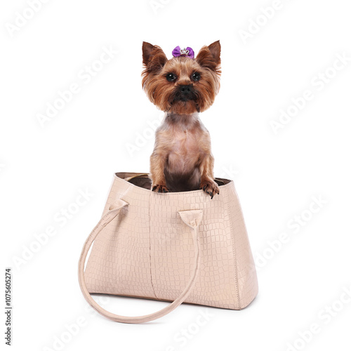 Cute Yorkshire Terrier dog in bag isolated on white