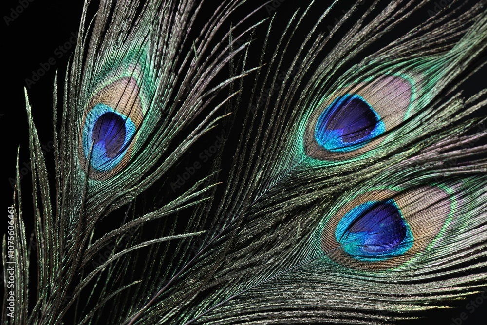 Fototapeta premium Three beautiful peacock feathers on black background, closeup