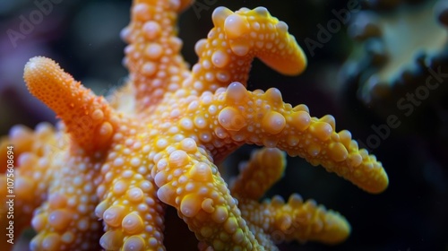 A closeup of a sea stars tube feet used for movement and suction on display in the touch tank. photo