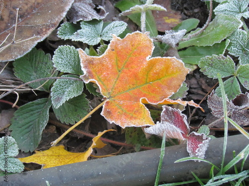 autumn leaves on the ground