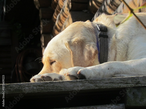 sleeping dog