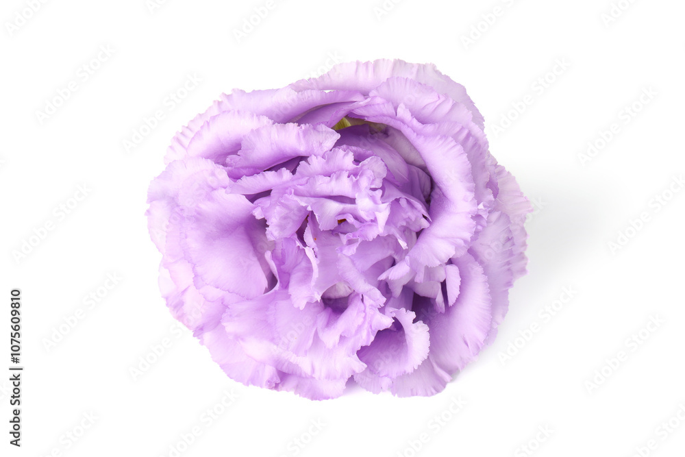 One beautiful violet eustoma flower isolated on white One beautiful violet eustoma flower isolated on white