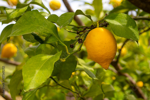 Yellow lemons on lemon tree