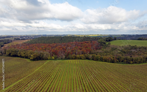 Lignes des vignes et campagne