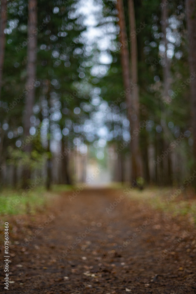 Obraz premium Blurred Forest Pathway. Autumn Leaves and Colors