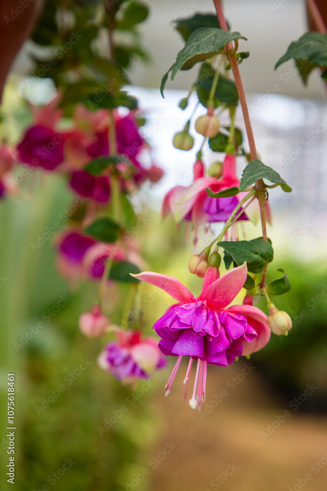 closeup fuchsia flowers with blur background closeup fuchsia flowers with blur background