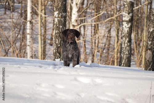 A dog that is a pointing dog in winter in its natural habitat. Drathaar in winter. High quality photo