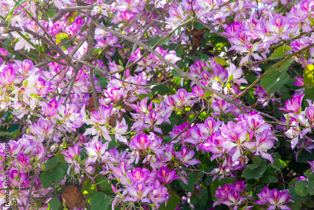 Pink Bauhinia flower blooming, Closeup Purple Orchid Tree or Purple Bauhinia (Bauhinia purpurea L.) Pink Bauhinia flower blooming, Closeup Purple Orchid Tree or Purple Bauhinia (Bauhinia purpurea L.)