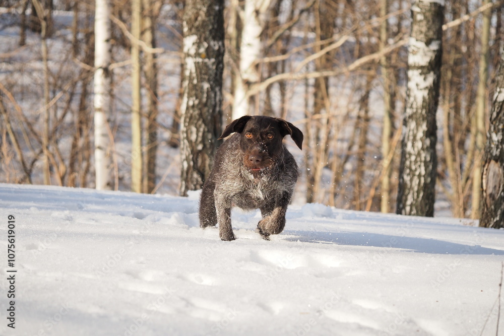A dog that is a pointing dog in winter in its natural habitat. Drathaar in winter. High quality photo A dog that is a pointing dog in winter in its natural habitat. Drathaar in winter. High quality photo