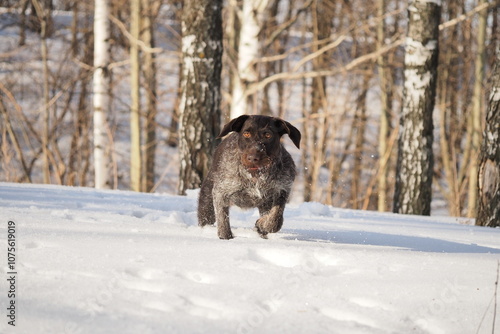 A dog that is a pointing dog in winter in its natural habitat. Drathaar in winter. High quality photo