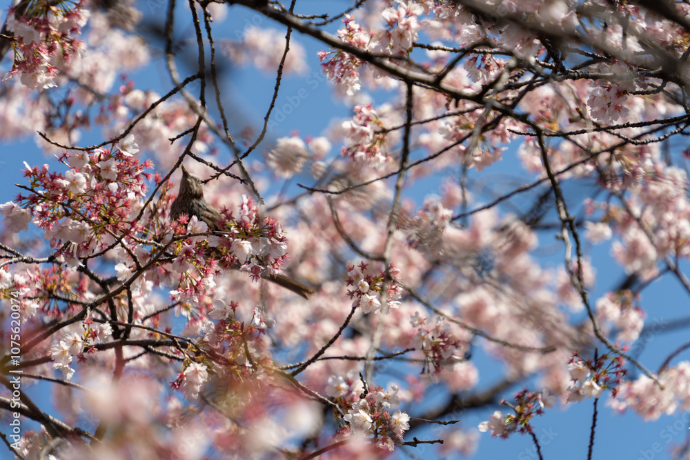 Blooming Cherry Blossoms on a Clear Spring Day Blooming Cherry Blossoms on a Clear Spring Day
