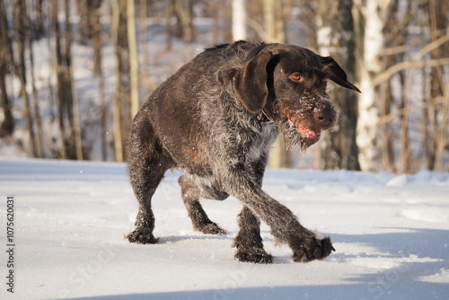 A dog that is a pointing dog in winter in its natural habitat. Drathaar in winter. High quality photo