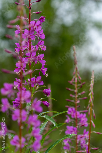 Vibrant Pink Wildflowers in Full Bloom