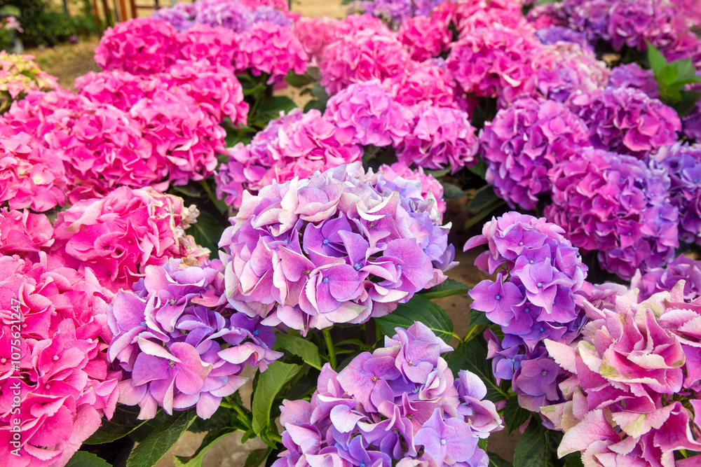 Hydrangea macrophylla flower in garden Hydrangea macrophylla flower in garden