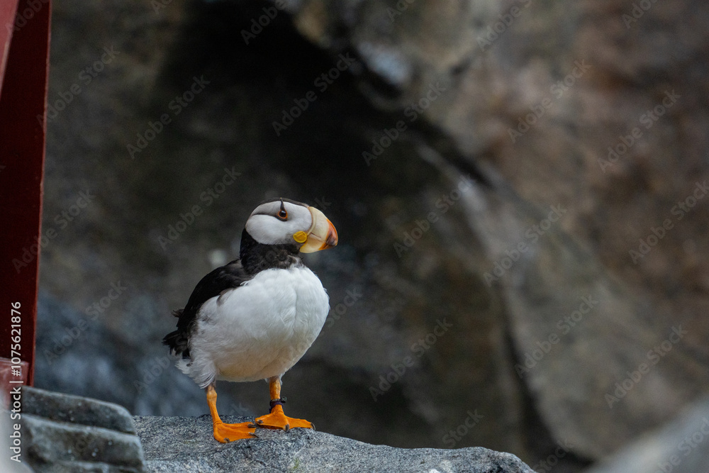 Obraz premium Puffin bird standing on a rock against a blurred background
