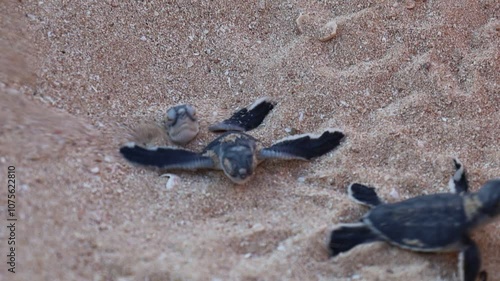 Closeup video of green turtle hatchlings on the beach. Many baby turtles going out of the nest, walk on the sand to the ocean. Magical wildlife moment. Ningaloo reef park in Exmouth, Western Australia photo