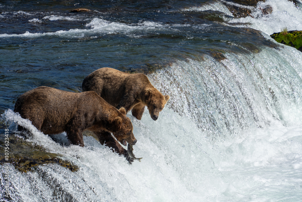 Bears fishing in rushing river rapids Bears fishing in rushing river rapids