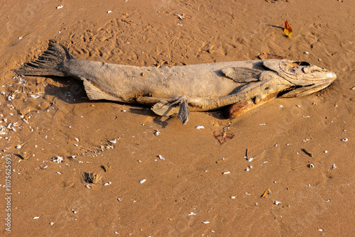 A dead salmon, decaying on the beach at Harrington Beach State Park, Belgium, Wisconsin, from Lake Michigain in late October photo