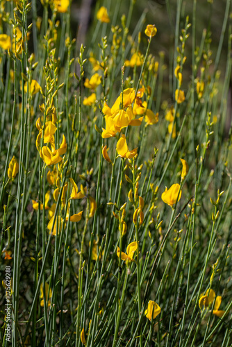 Wild flower, scientific name; Spartium junceum