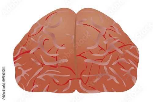 Human brain front. vector illustration