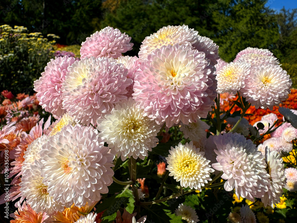 Pretty garden mums chrysanthemum blossom Pretty garden mums chrysanthemum blossom