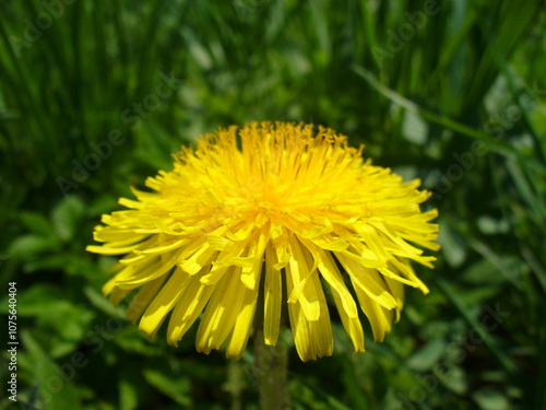 Yellow flower of Common dandelion, Taraxacum officinale on background of green grasses - close-up. Topics: beauty of nature, blooming, natural medicine, natural remedy, edible flower, flora, season