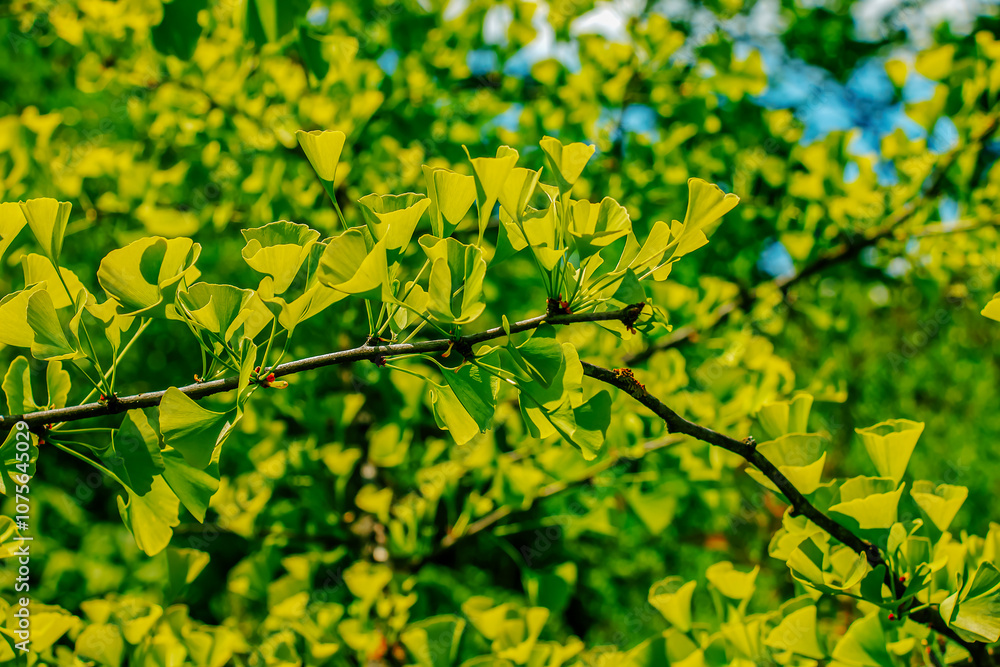 Ginkgo Biloba tree branch. Green leaves, selective focus. Ginkgo Biloba tree branch. Green leaves, selective focus.