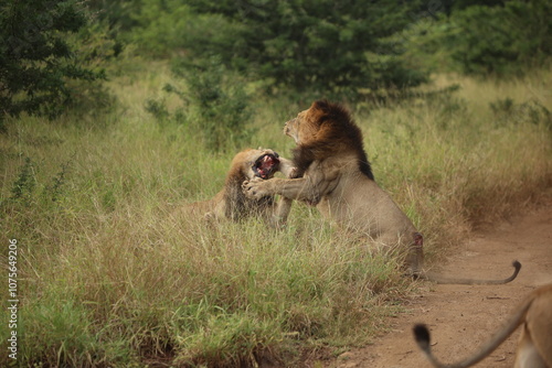 Two African male lions fighting in the grass 