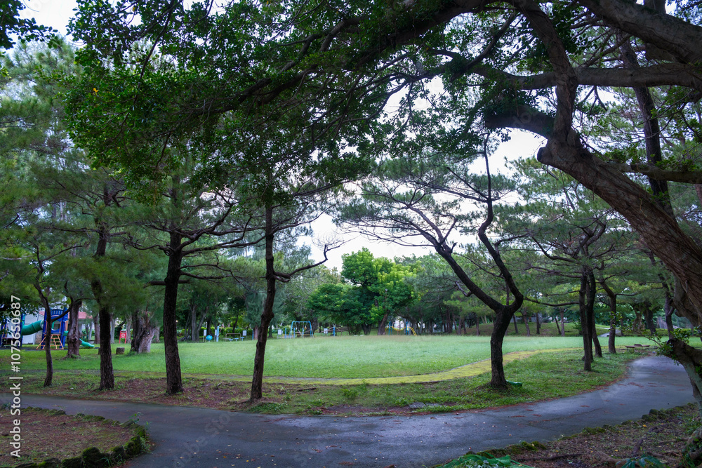 雨上がりの南国沖縄那覇市の植物 雨上がりの南国沖縄那覇市の植物
