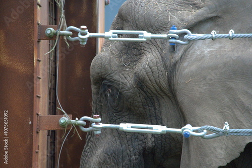 Trapped Gaze: Close-Up of Elephant's Depressed Eye in Captivity