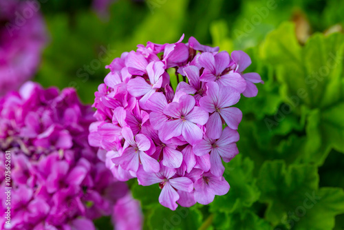 Pink Geraniums in the garden