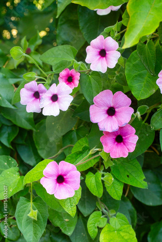 Thunbergia alata ,Black-eyed Susan vine, an herbaceous perennial climbing plant species in the Acanthaceae family