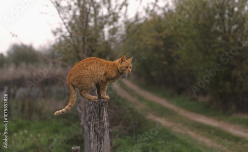 The image shows an orange tabby cat perched gracefully on top of a wooden post in a rural setting. The background features a winding dirt path bordered by lush green grass and scattered trees