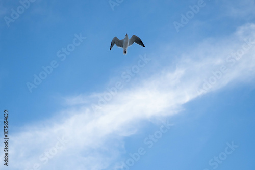 seagull in flight