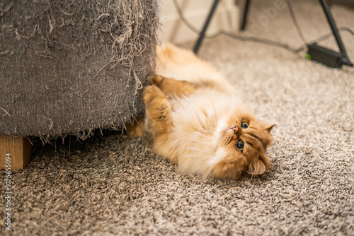 Fluffy Persian cat lying on carpet beside a scratched sofa, looking up with curiosity