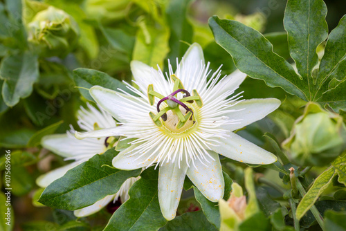 Ivy plant genus. Scientific name; Passiflora caerulea Constance Elliot photo