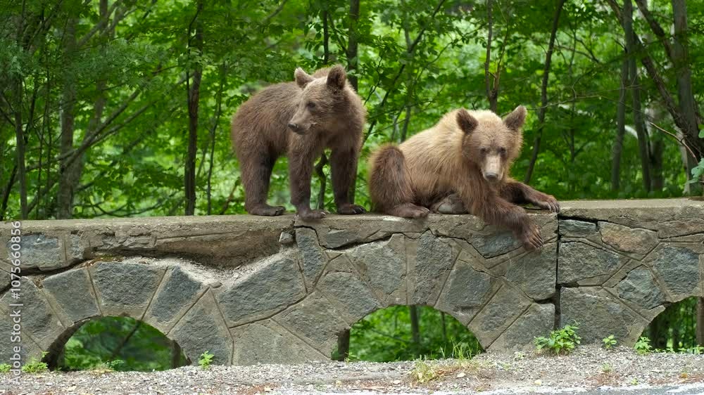 Bears are walking along the road. Two brown bears stroll along a stone wall bordering a forest, while a blue car passes by in the background, creating a serene scene of wildlife in a natural setting Bears are walking along the road. Two brown bears stroll along a stone wall bordering a forest, while a blue car passes by in the background, creating a serene scene of wildlife in a natural setting