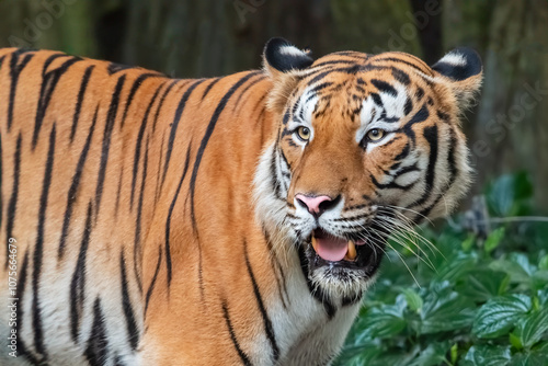 Tiger in the Wild: Close-Up of a Powerful Predator