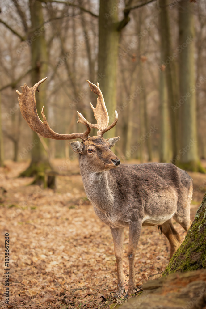 Vertical Portrait of European Fallow Deer with Antlers in Brown Forest. Majestic Furry Animal Stands Outside in Czech Republic. Adorable Buck in Europe. Vertical Portrait of European Fallow Deer with Antlers in Brown Forest. Majestic Furry Animal Stands Outside in Czech Republic. Adorable Buck in Europe.