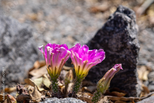 Echinocereus cactos acordonados con flores grandes fucsias photo