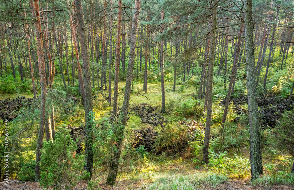 Naklejka premium Fragment Puszczy Bydgoskiej w okolicach Solca Kujawskiego