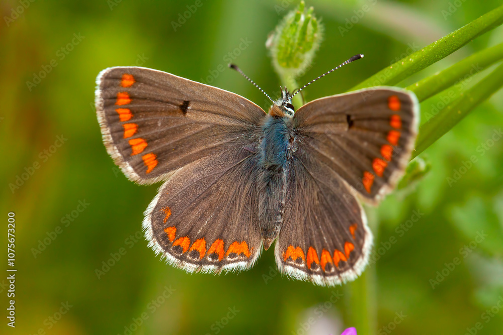 Common Blue butterfly (Polyommatus icarus) perched on a grass stem Common Blue butterfly (Polyommatus icarus) perched on a grass stem