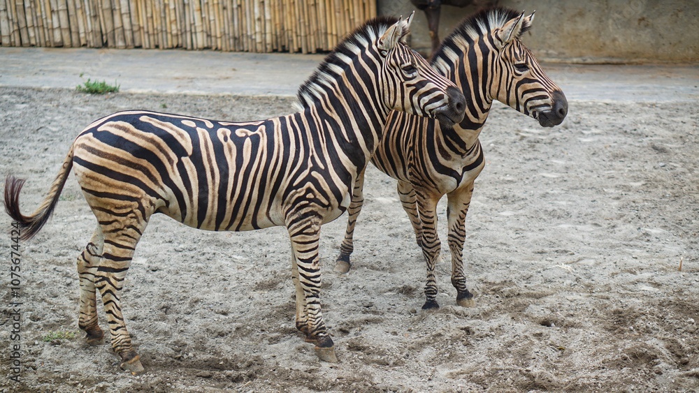 Zebra Collection or
Same with Equus quagga
are playing
at the Solo Safari Zoo, Surakarta City, Indonesia. Zebra Collection or
Same with Equus quagga
are playing
at the Solo Safari Zoo, Surakarta City, Indonesia.