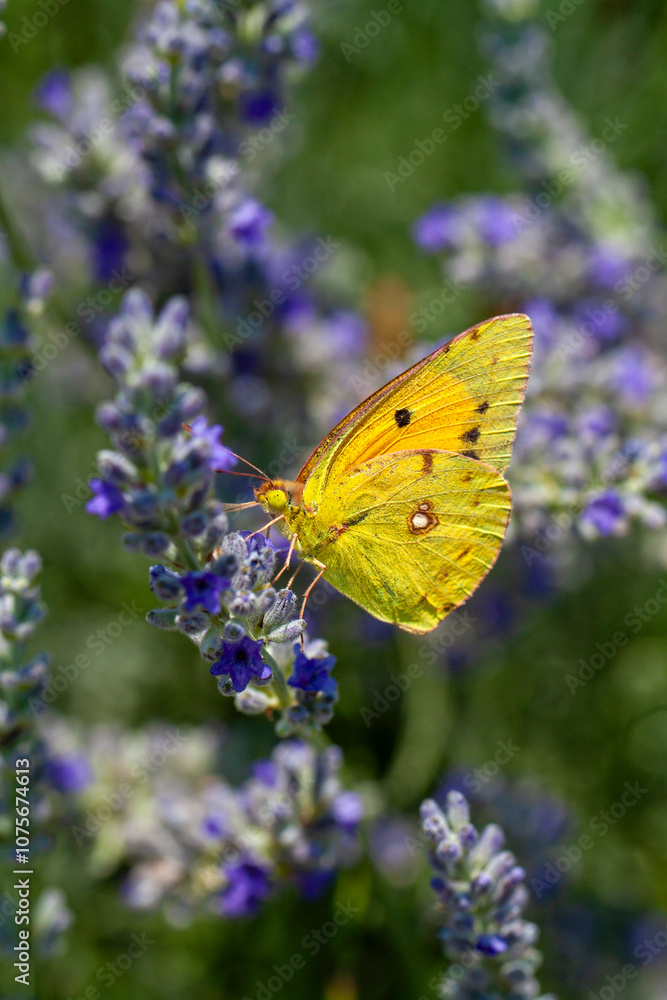 Naklejka premium Yellow magnificence (Colias croceus), this butterfly with autumn colors
