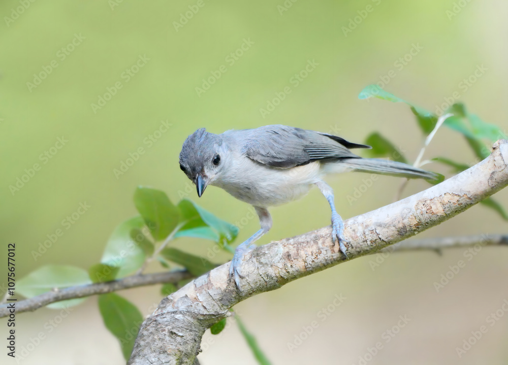 Obraz premium Tufted Titmouse