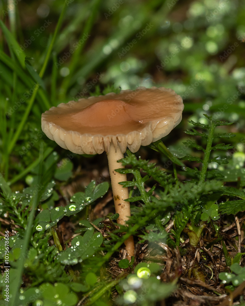 Small orange mushrooms emerging from lush, dew-covered grass in a natural setting Small orange mushrooms emerging from lush, dew-covered grass in a natural setting