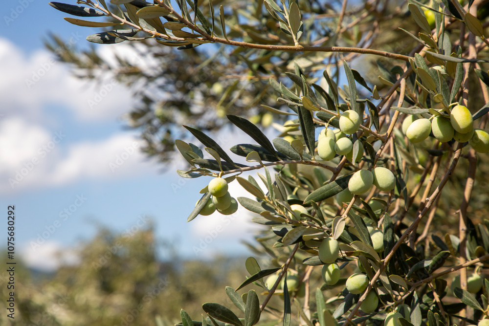 Fresh green olives on the olive tree Fresh green olives on the olive tree